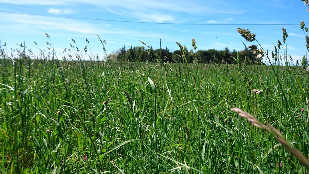 Les Prairies Mas Roux Vendégház Raphèle Kültér fotó
